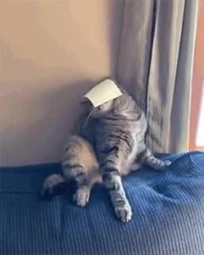 Startled by a slice of cheese