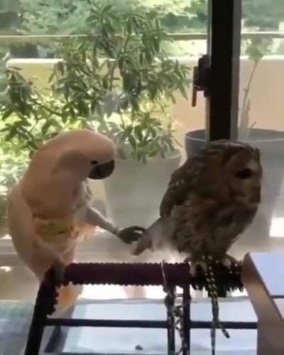 Mmm those feathers look delicious