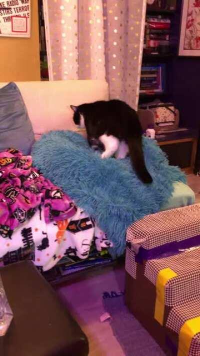 Old Man Merlin screams for no reason