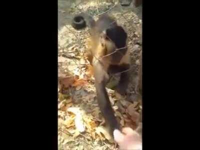 Monkey teaches human to crunch leaves