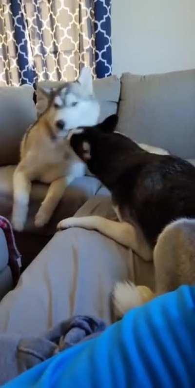 Just two huskies arguing over one piece of kibble.