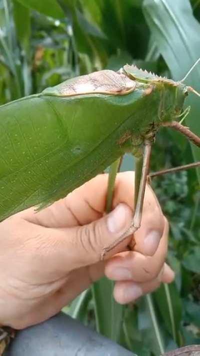 What is this insect making weird chirping that sounds like a blaster gun from Star Wars?