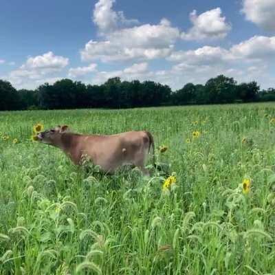 Daffy picking the sunflowers