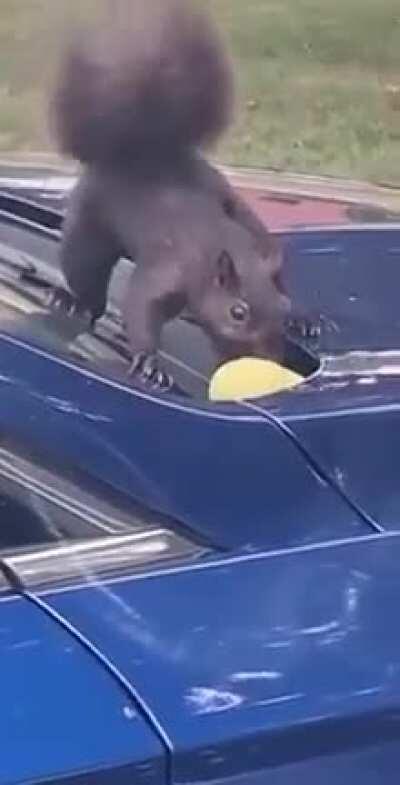 To bury supplies for the winter.