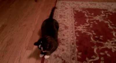 Cat with a laser attached