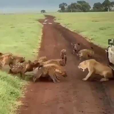 A pack of hyenas attack a female lion. Eventually. Maybe.