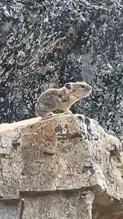 🔥 A Pika loudly and ferociously claiming its territory