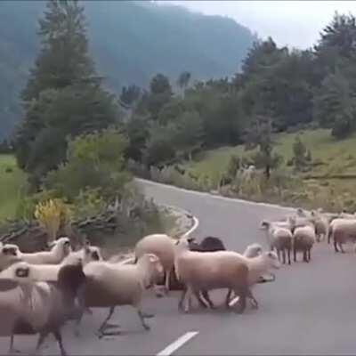 Ma’am! Bam! Thank you Ram!