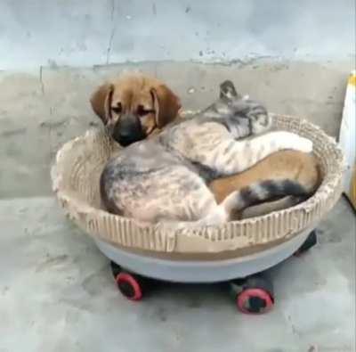 Long Day, Need A Nap.