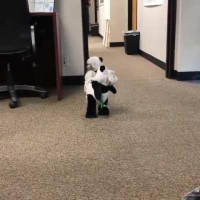 These pandas are absolutely adorable!