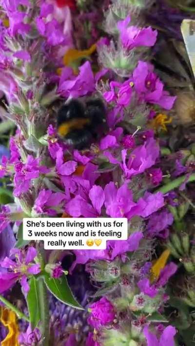 Saving a bumblebee