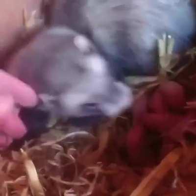 Hey human! Take a look at my babies...