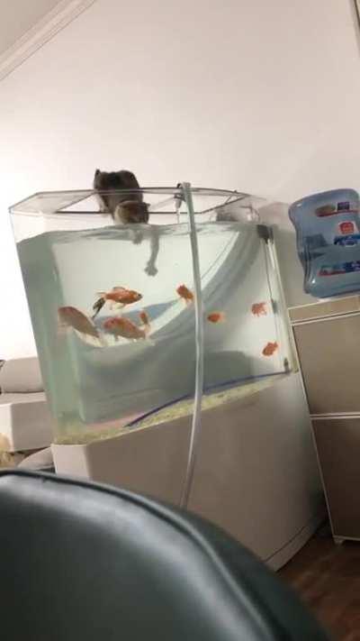 Cat Messing With The Goldfish Tank