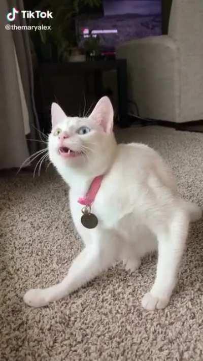 Face Expressions of this Cat are on point 👌