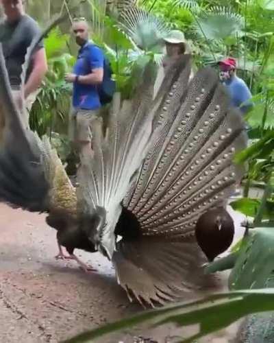 Female pheasant not impressed by mating dance