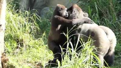Female Gorilla greets her silverback with a hug