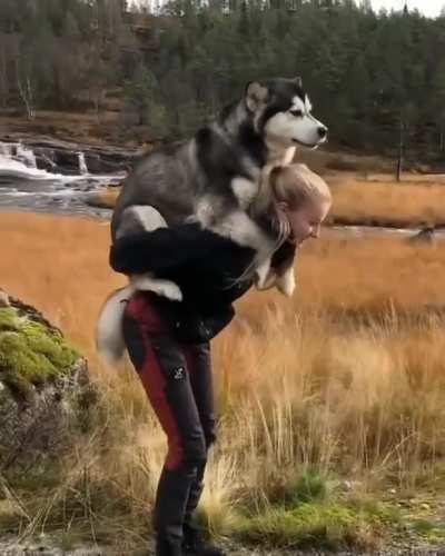 Moon Moon decided he'd rather go for a ride than a walk.