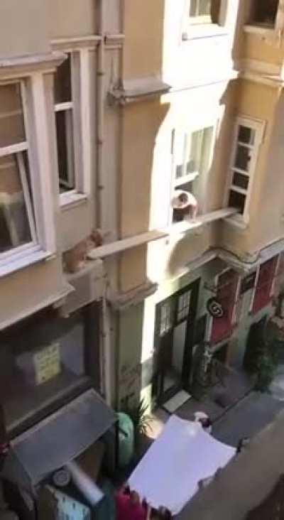 Many humans to the rescue of the dog