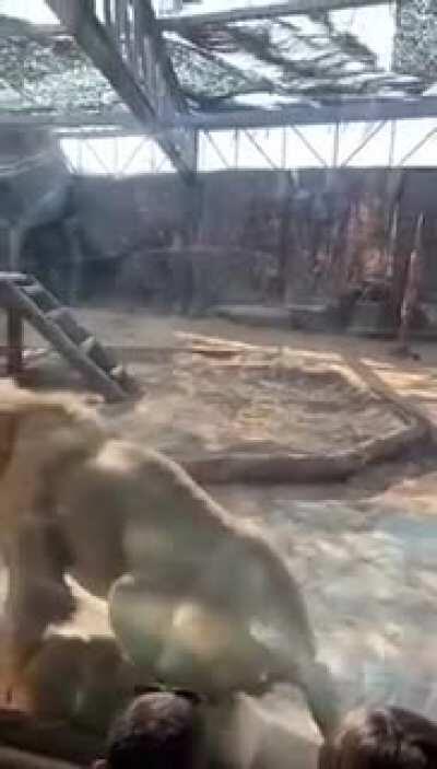 Nice to know that lioness's do blow!!