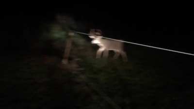 Deer hung up in a fence.