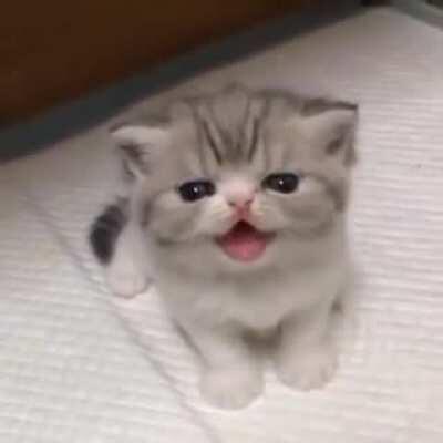 Criminal cat angry roar