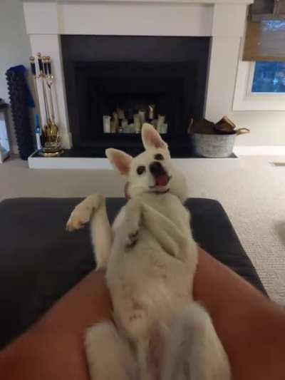 When he heard the closet door open... And then his leash jingle...