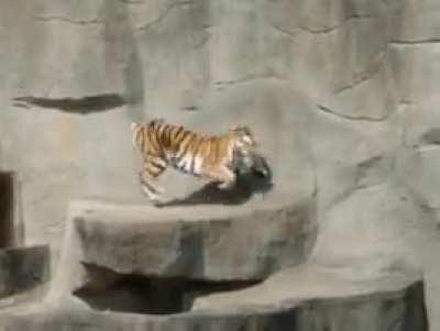 Tiger spooked by bird