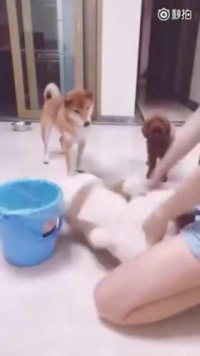 Using visual aid to train dogs