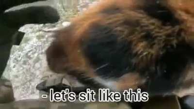 Even in War, cats want pets.