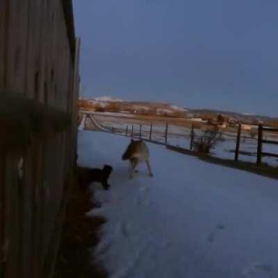 The cat fought off the wolf💪🏻😻😼