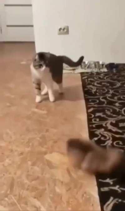 The Oscars goes to....