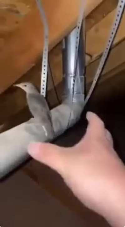 Bird that screams like me when I gotta badly poo