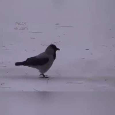 Ice fishing crow...
