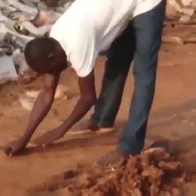 This guy hypnotized a king cobra
