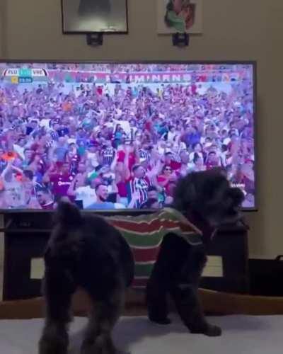 Doggo celebrating when his favourite team scores a goal.