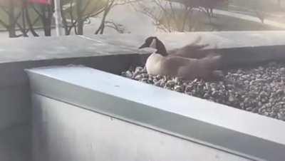 🔥 Goose gets blown from its nest by high winds