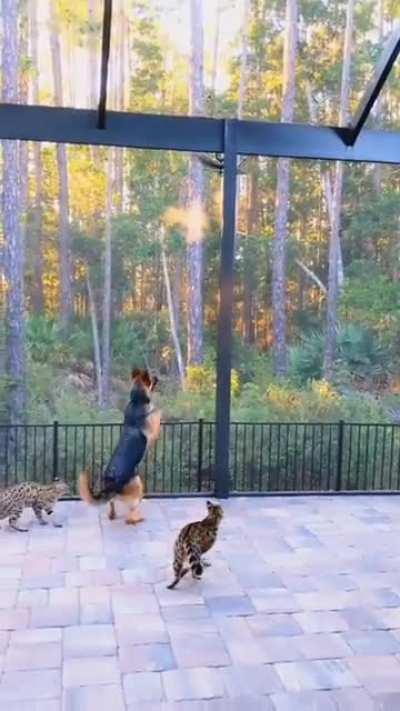 Dog is trying his best to jump like cat friends