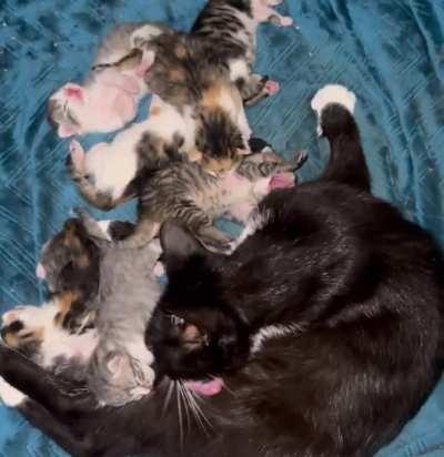 The garage gang is resting up after a long day of criminal cuteness
