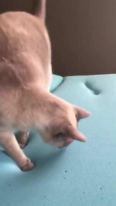 Cat discovers memory foam