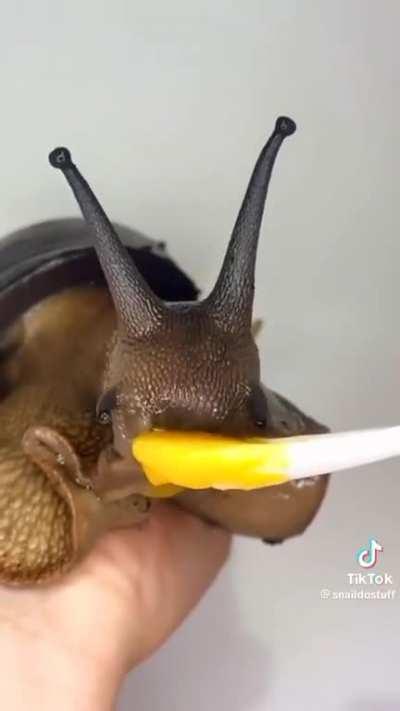 A snail feeding on a treat 