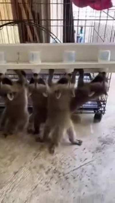 Nous les ratons qui têtons