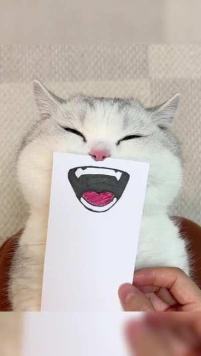 Adding expressions to a cat.