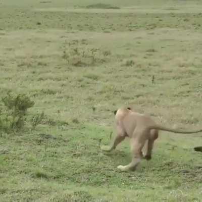 Fearless mongoose doesn't like lionesses near their home