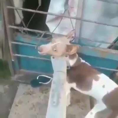 Né q o FDP reagiu mesmo