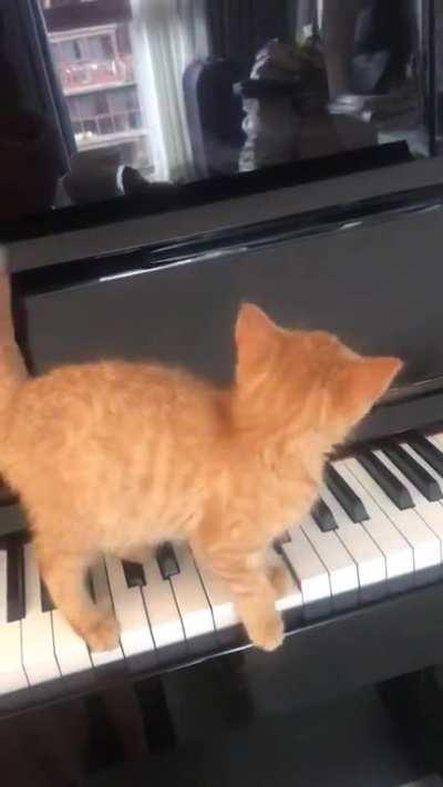 Illegal smol pianist 