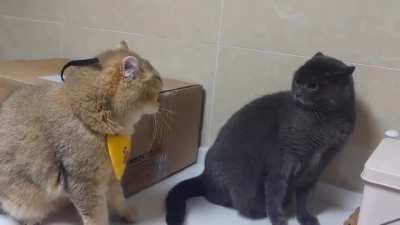 It is hard to tell who is right.