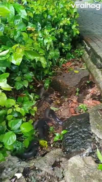 🔥 Climbing perch wriggling along a roadside ditch. They can survive on land for 6-10 hours. 