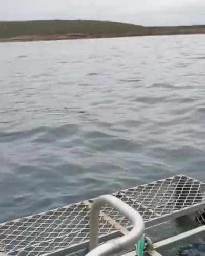Great white eating air