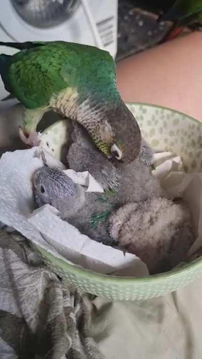 Meet Perry and Lenny, two DNA tested female green cheek conured who laid 