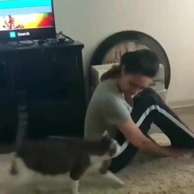 Cat following the lead